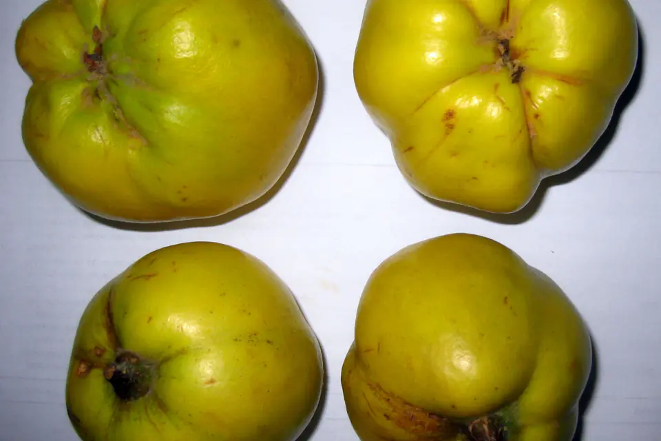 Four yellow quinces on a white background