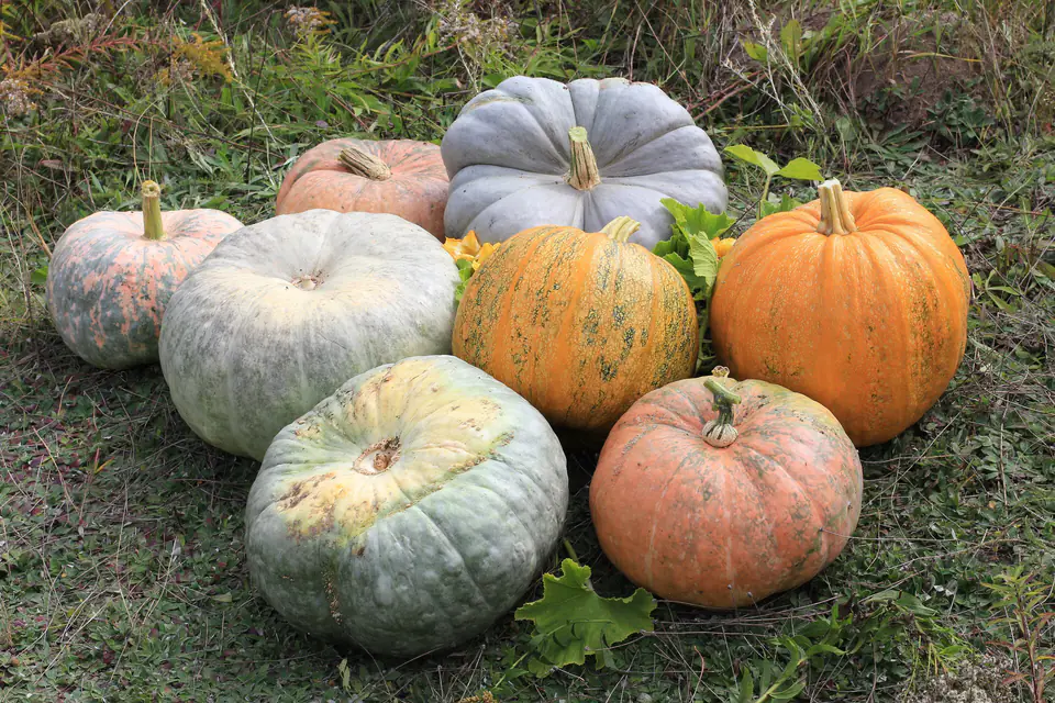 Orange and green pumpkins on the grass