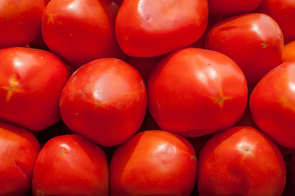 Ripe red tomatoes
