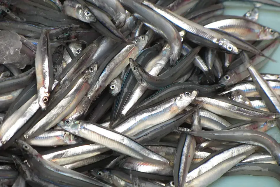 Fresh raw anchovies on a counter