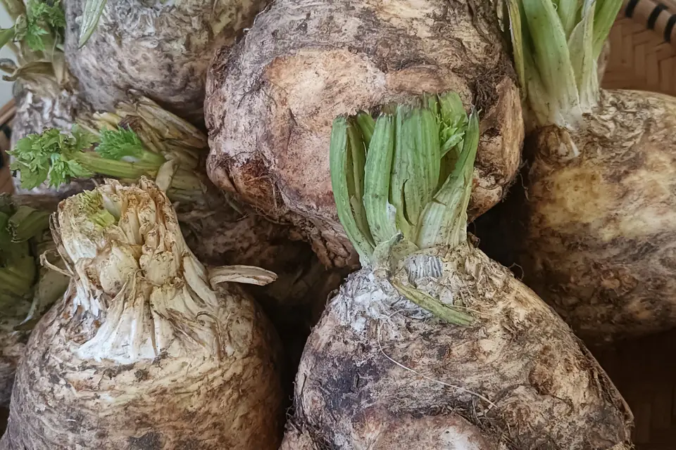 Celeriac roots with their leaves