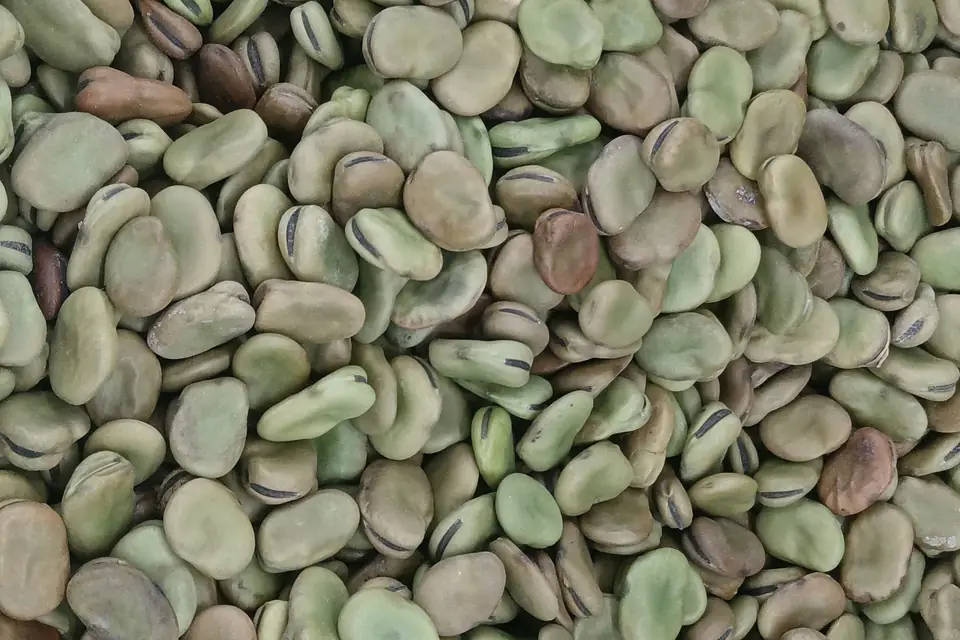 Close-up of dried broad beans