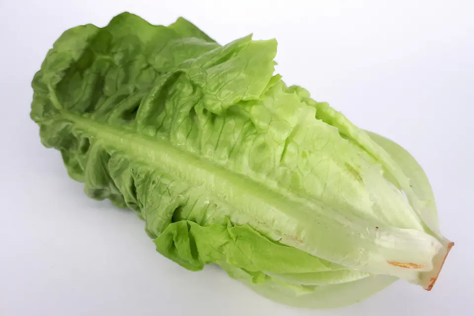 A head of lettuce on a white background