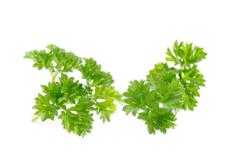 Fresh parsley sprigs on a white background