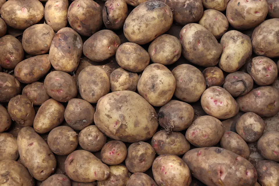 A pile of raw potatoes