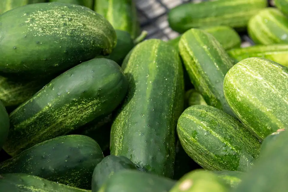 A pile of fresh cucumbers