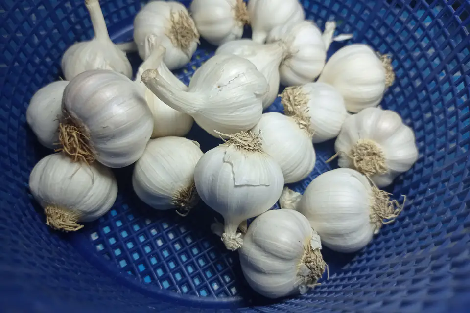 Whole garlic bulbs in a blue basket