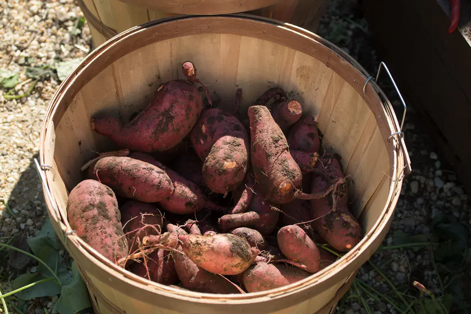 Raw sweet potatoes in a basket