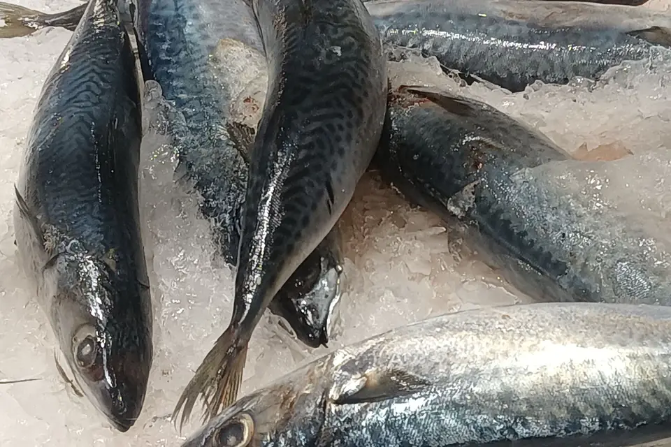 Fresh mackerel on ice