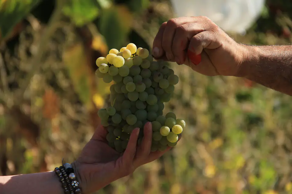 A bunch of fresh green grapes in a hand