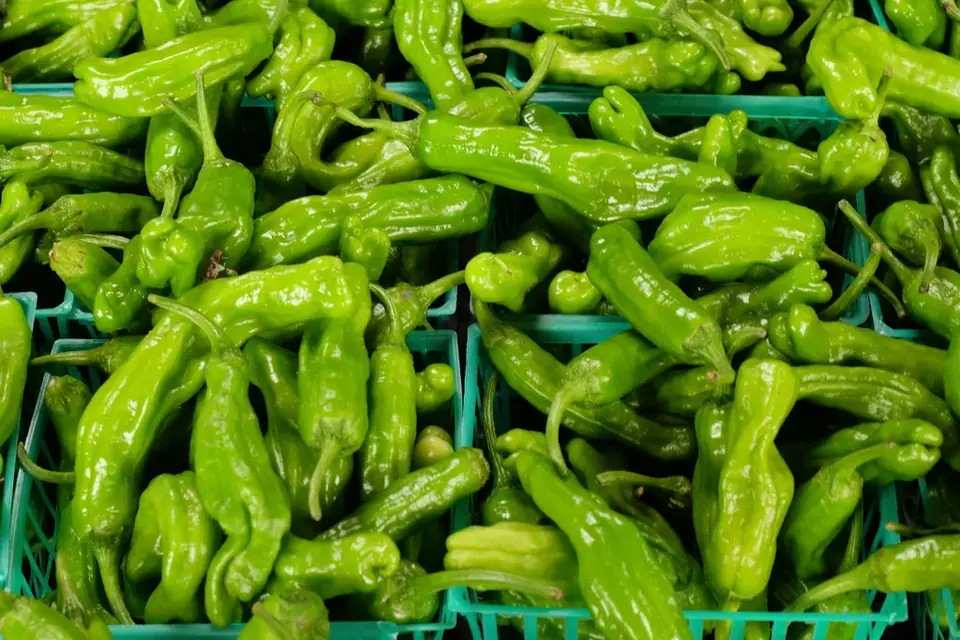 Fresh green peppers in crates