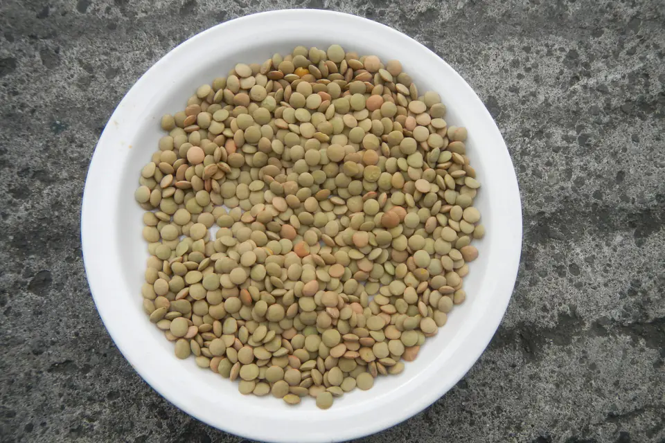 Raw green lentils on a white plate